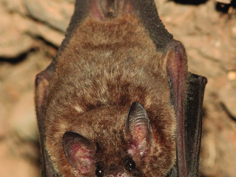 Bat hanging near a small river in cave mouth open with teeth