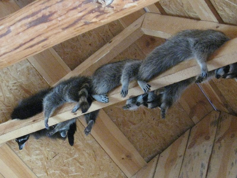 Brood of grey raccoons hanging on a beam in the zoo