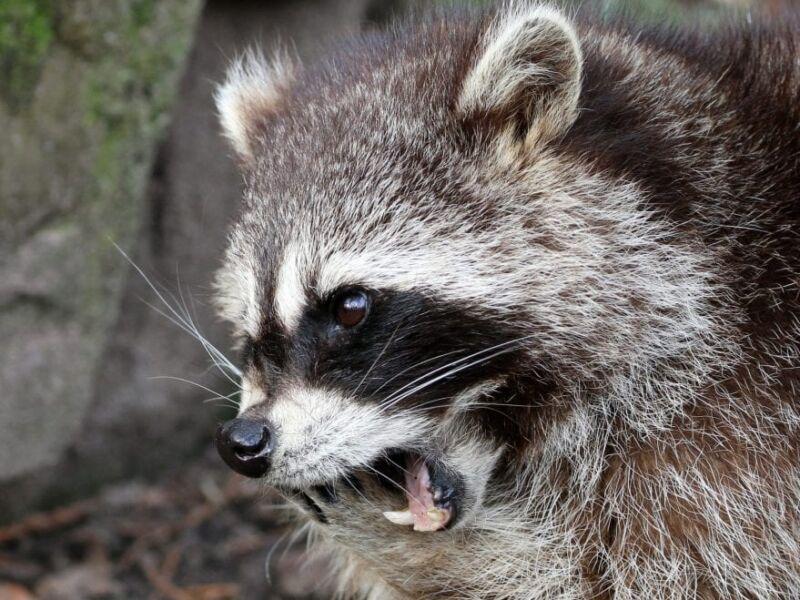 Raccoon in woods during day growling with teeth